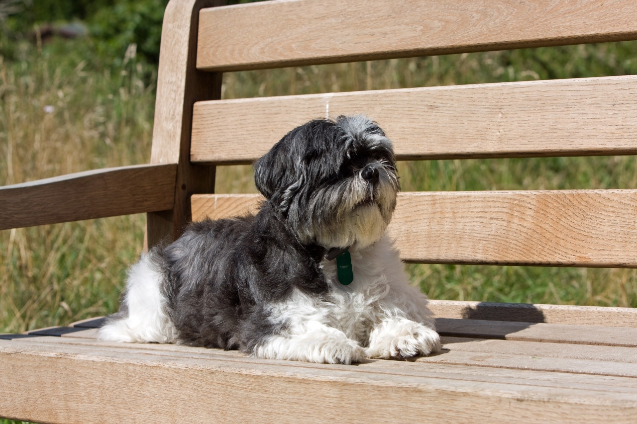 Sådan opdrager du din lille Shih Tzu hvalp
